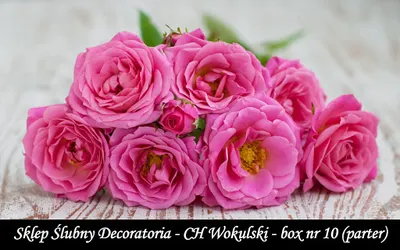 Sklep Ślubny Decoratoria